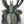 Load image into Gallery viewer, Roslyn the Spider